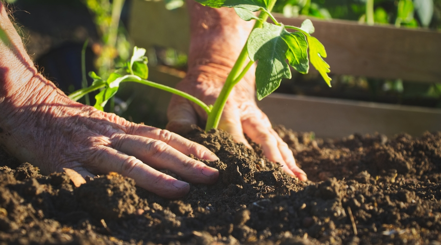 Photo of planting